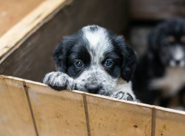 Adoption
