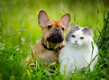 Comportement-canin-felin